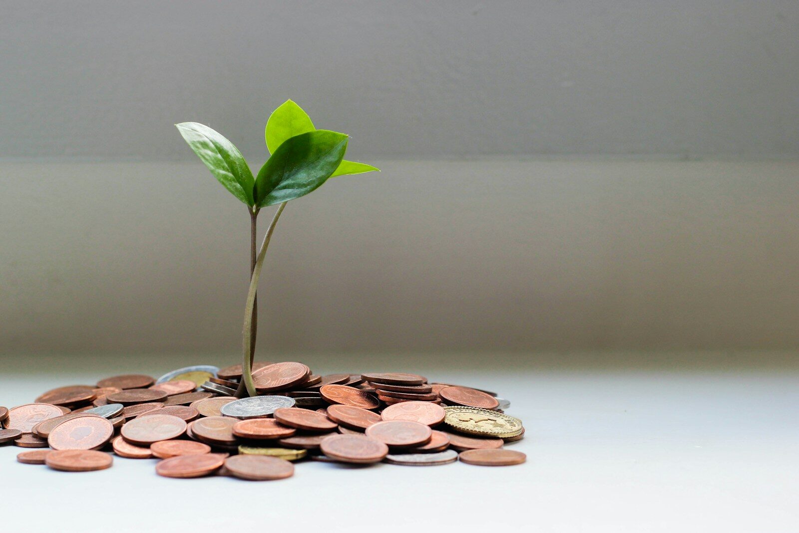 Photo by micheile henderson green plant on brown round coins